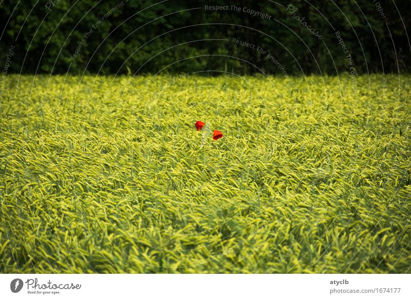 2 Punkte rot Getreide Ernährung Umwelt Natur Landschaft Frühling Pflanze Nutzpflanze Feld Wald Zufriedenheit Liebe Umweltschutz Farbfoto Außenaufnahme