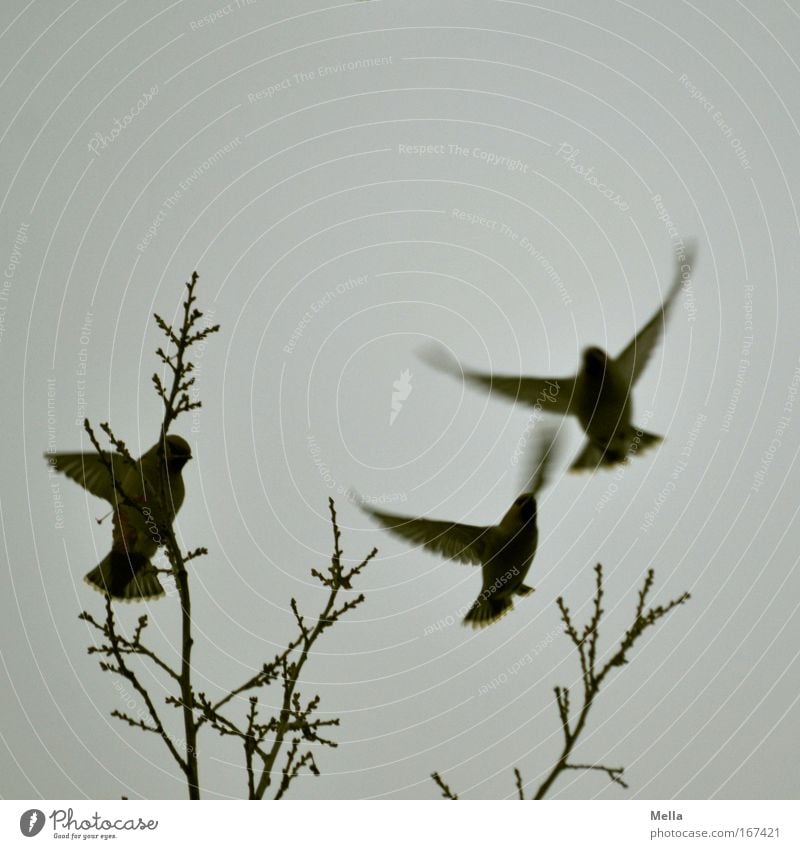 Up and away Umwelt Natur Tier Luft Himmel Herbst Winter Baum Ast Baumkrone Wildtier Vogel Flügel Seidenschwanz Seidenschwänze Wintergast 3 Schwarm fliegen