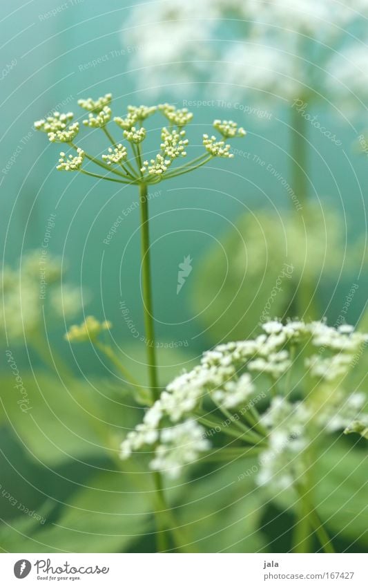 Wild things Farbfoto Außenaufnahme Nahaufnahme Tag Schwache Tiefenschärfe Natur Pflanze Blume Blüte Nutzpflanze Wildpflanze Wiese Feld hell schön grün weiß