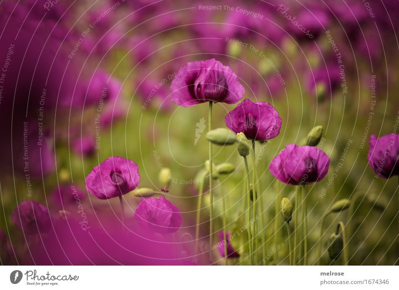 MOHNfeld Mohn elegant Stil Natur Pflanze Sommer Schönes Wetter Blüte Wildpflanze Mohnblüte Mohnfeld Mohnkapseln Blütenpflanzen Klatschmohn Blütenstiel Feld