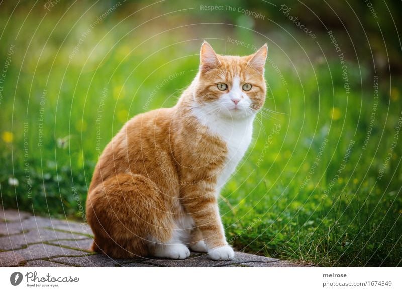 1A Note Körperhaltung elegant Stil Sommer Gras Blumenwiese Garten Tier Haustier Katze Tiergesicht Fell Pfote Hauskatze Säugetier Tierporträt in Pose