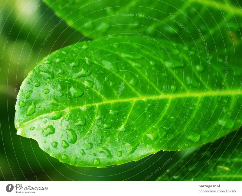 Blatt Tropfen Wasser Nahaufnahme grün Wassertropfen