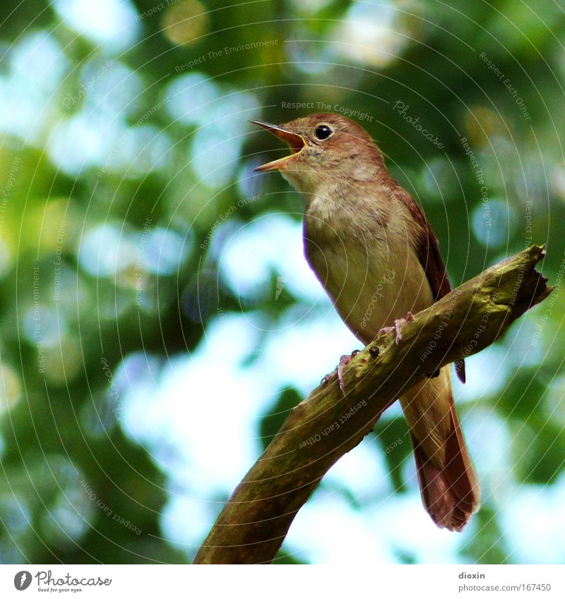 Luscinia luscinia Sänger Umwelt Natur Landschaft Baum Park Wildtier Vogel Flügel 1 Tier sitzen schön Lebensfreude Leidenschaft Umweltschutz Ast Feder Krallen