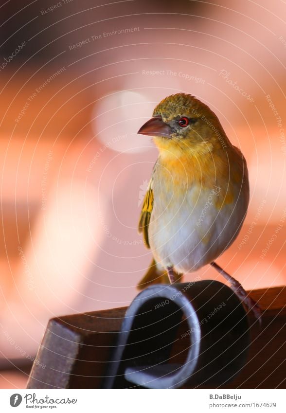 Gleich geht's los. Ausflug Safari Tier Wildtier Vogel 1 beobachten Blick Afrika Namibia Neugier Solitaire Farbfoto Außenaufnahme Tag Schwache Tiefenschärfe