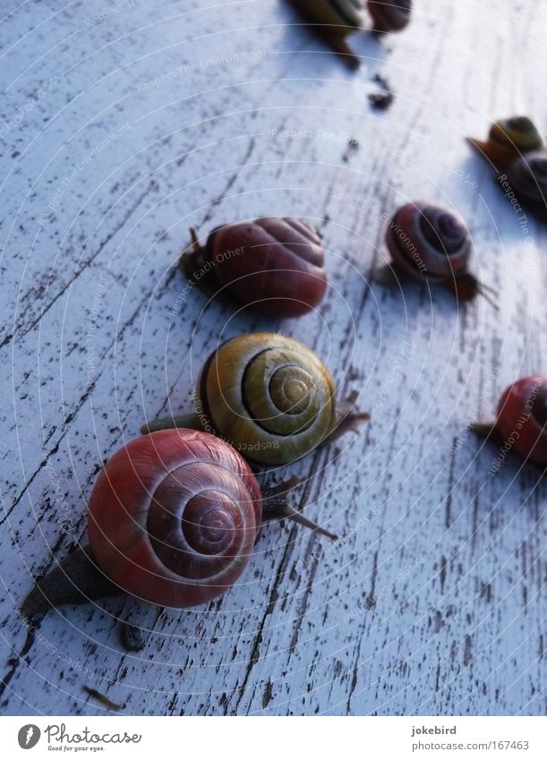 Schneckenparty Tier Tiergruppe Zusammensein klein nah schleimig weiß Freude Bewegung Natur Team Schneckenhaus Farbfoto Nahaufnahme