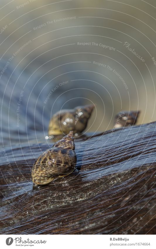 Schnecken saugen sich (sagt man das so?) an einen vom Meerwasser umspülten alten Baumstamm fest. Tag Außenaufnahme Farbfoto Pazifik Fidschiinseln entdecken