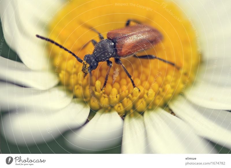 Karl im Pollenrausch Umwelt Natur Pflanze Tier Sommer Blüte Markt Wiese Käfer Weichkäfer Fühler Sonne Paradies himmlisch Fressen Glück schön klein nah Erotik