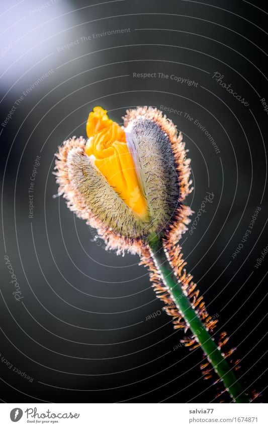 sie öffnet sich Natur Pflanze Frühling Sommer Blume Blüte Mohnblüte Garten ästhetisch gelb grau schwarz Glück Hoffnung Glaube Duft Stimmung aufmachen Blühend