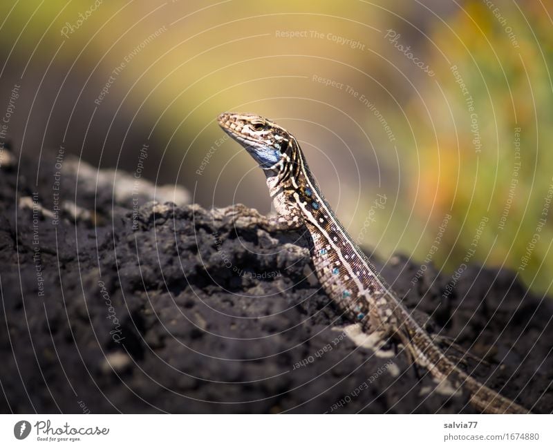 Wärme tanken Umwelt Natur Tier Erde Sommer Felsen Gesteinsformationen Wildtier Schuppen Krallen Reptil Zoologie Echsen Echte Eidechsen 1 beobachten genießen