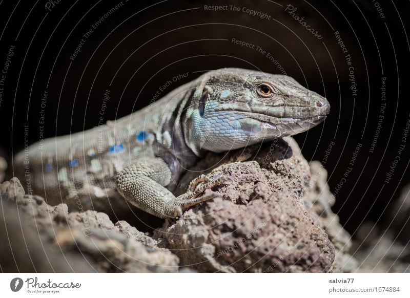 Sonne tanken Natur Tier Erde Wärme Felsen Wildtier Tiergesicht Schuppen Reptil Echte Eidechsen 1 Schwimmen & Baden genießen krabbeln hell Geschwindigkeit blau