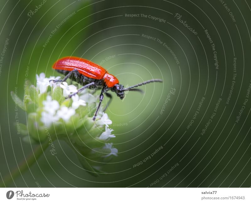 leuchtend rot Natur Pflanze Tier Frühling Sommer Blüte Garten Wildtier Käfer Lilienhähnchen Insekt Pflanzenschädlinge 1 krabbeln glänzend grau Farbe genießen