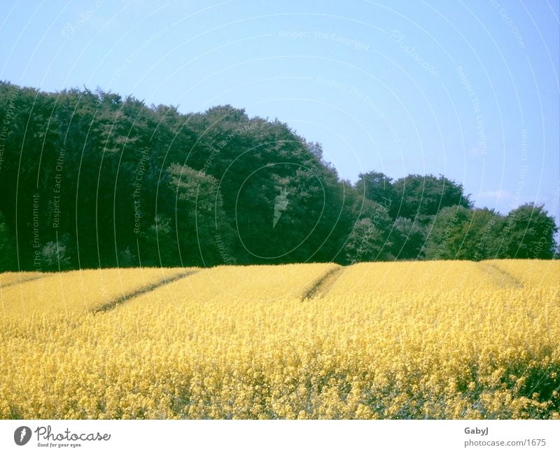 Raps-ody Landwirtschaft Rapsfeld Sommer gelb prächtig Feld Rapsöl Schleswig-Holstein Himmel Furche hüttener berge Linie sky bauen