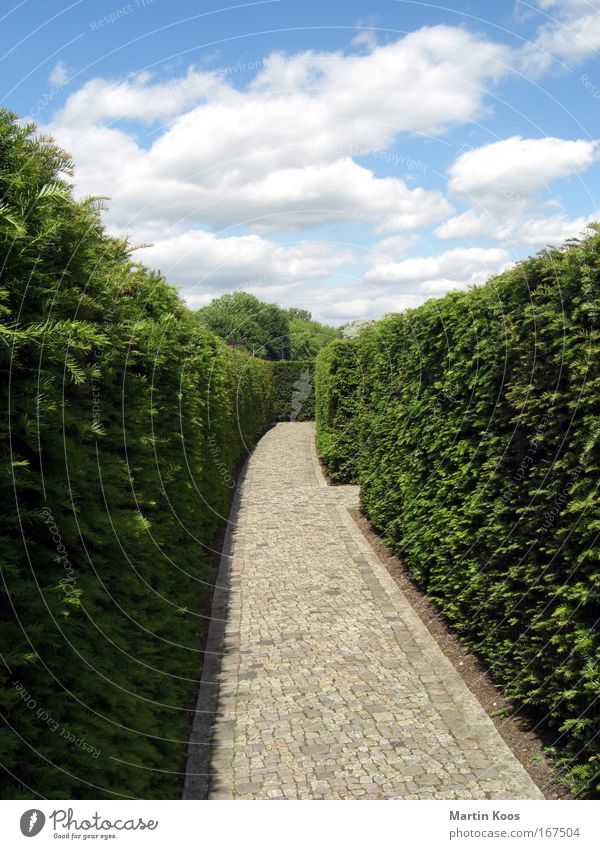 als wir wiederum nicht wussten ... Karriere Himmel Sträucher Park Burg oder Schloss Wege & Pfade entdecken Blick gruselig klug Mut geduldig Weisheit Ausdauer