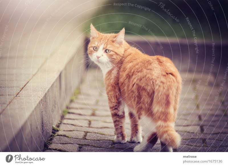 Wochenend-Abgang elegant Stil Garten Tier Haustier Katze Tiergesicht Fell Pfote 1 Treppe Erinnerung Pflastersteine beobachten Bewegung gehen Blick frech schön