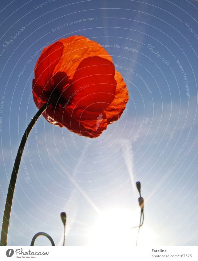 Bis in den Himmel! Farbfoto Außenaufnahme Tag Sonnenlicht Sonnenstrahlen Umwelt Natur Pflanze Luft Wassertropfen Frühling Blume Blüte Wiese Tropfen Wärme blau