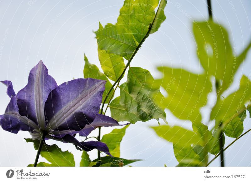 Clematis | in den Himmel ranken. Farbfoto Außenaufnahme Menschenleer Tag Schwache Tiefenschärfe Natur Pflanze Luft Wolkenloser Himmel Sonne Frühling Sommer