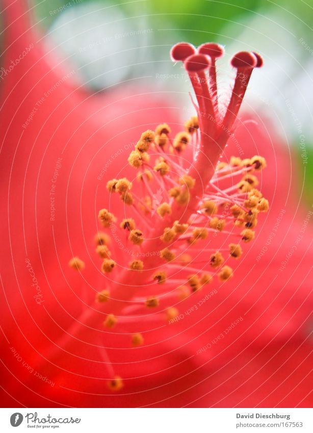 Makrowelten Farbfoto Außenaufnahme Nahaufnahme Detailaufnahme Makroaufnahme Tag Kontrast Natur Pflanze Sommer Blume Wildpflanze exotisch außergewöhnlich Duft