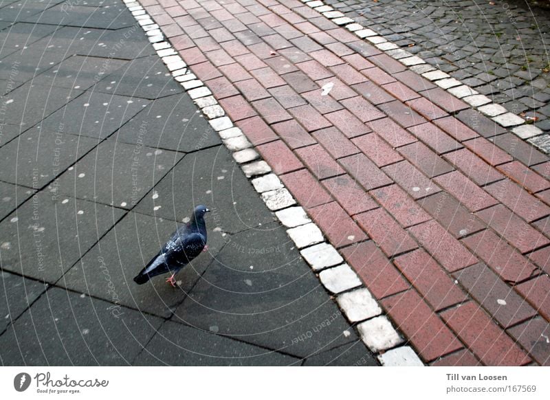 walk the line Farbfoto Außenaufnahme Textfreiraum rechts Tag Vogelperspektive Straßenverkehr Fußgänger Tier Taube 1 Beton fahren füttern laufen Stadt grau rot