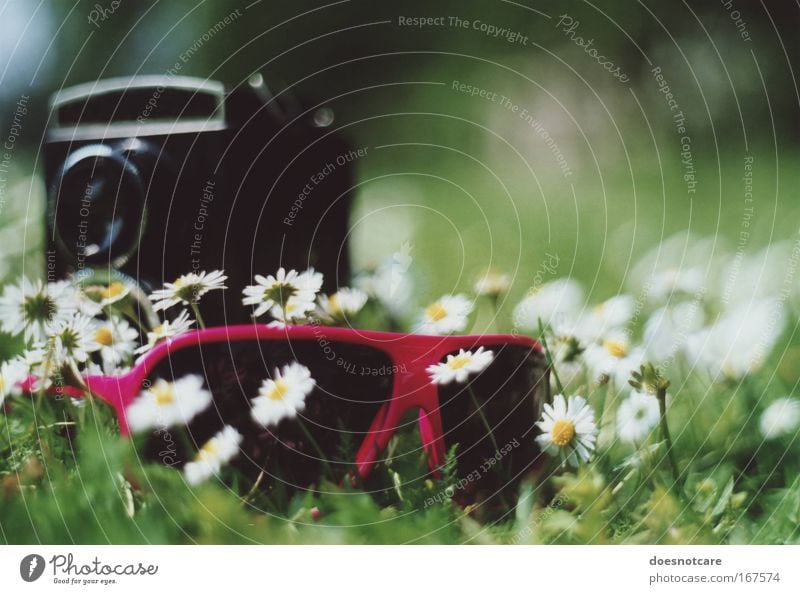 Selbstportrait. Lifestyle Stil Sommer Pflanze Blume Gänseblümchen Wiese Accessoire Sonnenbrille Blühend Erholung Coolness Duft trendy einzigartig grün rosa