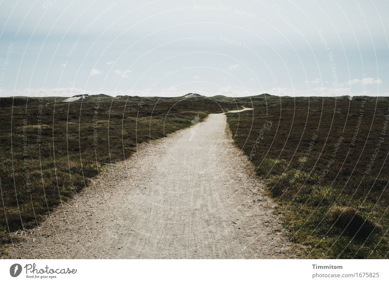 Wir gehen dahin. Ferien & Urlaub & Reisen Umwelt Natur Landschaft Himmel Schönes Wetter Düne Dänemark Wege & Pfade Blick ästhetisch natürlich Ziel Ferne Sand