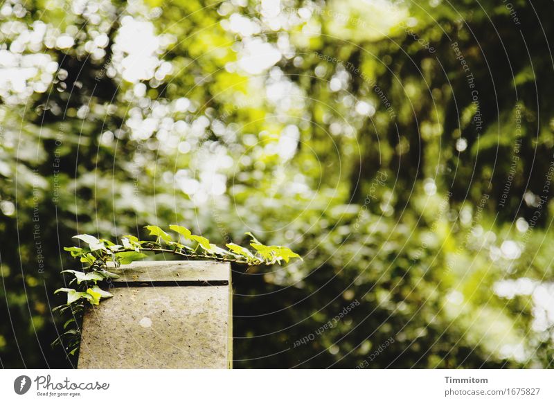 Gottesacker. Pflanze Baum Sträucher Efeu Stein Wachstum natürlich grün Trauer Tod Hoffnung Friedhof Grabstein Farbfoto Außenaufnahme Menschenleer Tag Schatten