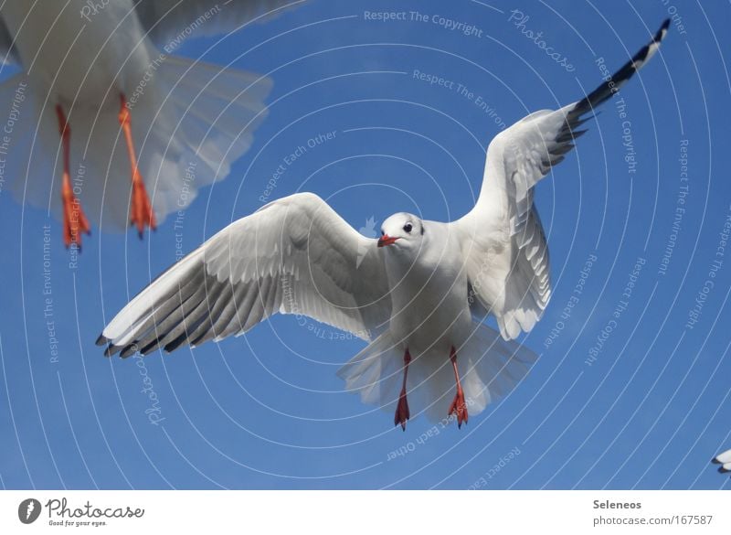 im Flug Farbfoto Außenaufnahme Tag Tierporträt Blick nach vorn Wildtier Vogel Tiergesicht Flügel Möwe 2 fliegen frei blau weiß Menschenleer Himmel Natur Umwelt