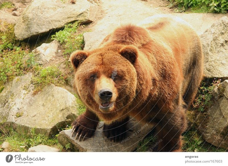 augenkontakt Farbfoto Außenaufnahme Tag Sonnenlicht Vogelperspektive Blick Zoo Bär 1 Tier Stein beobachten muskulös schön braun Stolz Kraft elegant