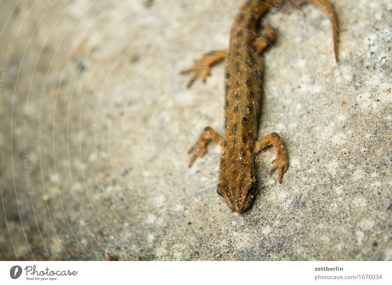 Molch von oben nach unten Lurch Amphibie Artenschutz Echsen Tier gartenmolch klein Reptil Natur Umweltschutz Wasserfrosch Teich Wildtier Textfreiraum