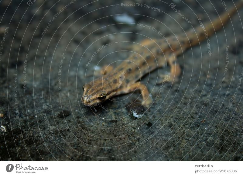 Molch von rechts oben nach links unten Lurch Amphibie Artenschutz Echsen Tier gartenmolch klein Reptil Natur Umweltschutz Wasserfrosch Teich Wildtier