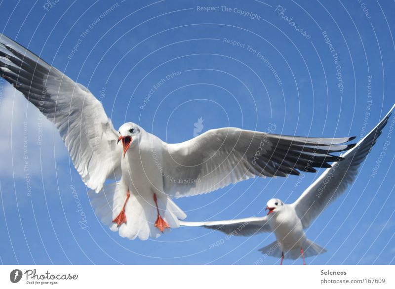 was willst du denn von mir? Farbfoto Außenaufnahme Menschenleer Textfreiraum oben Tag Tierporträt Wildtier Vogel Möwe 2 fliegen schreien blau weiß