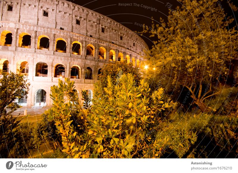 il colosseo Architektur Umwelt Natur Landschaft Pflanze Baum Sträucher Park Rom Italien Stadt Hauptstadt Haus Ruine Bauwerk Gebäude Mauer Wand Fassade