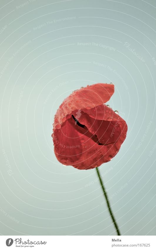 Mohntag Farbfoto Außenaufnahme Textfreiraum oben Tag Zentralperspektive Totale Umwelt Natur Pflanze Wassertropfen Himmel Frühling Sommer schlechtes Wetter Blume