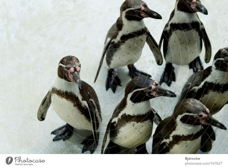 Tanz der Pinguine Farbfoto Außenaufnahme Textfreiraum links Textfreiraum oben Hintergrund neutral Tag Zentralperspektive Tierporträt Eis Frost Park Gletscher