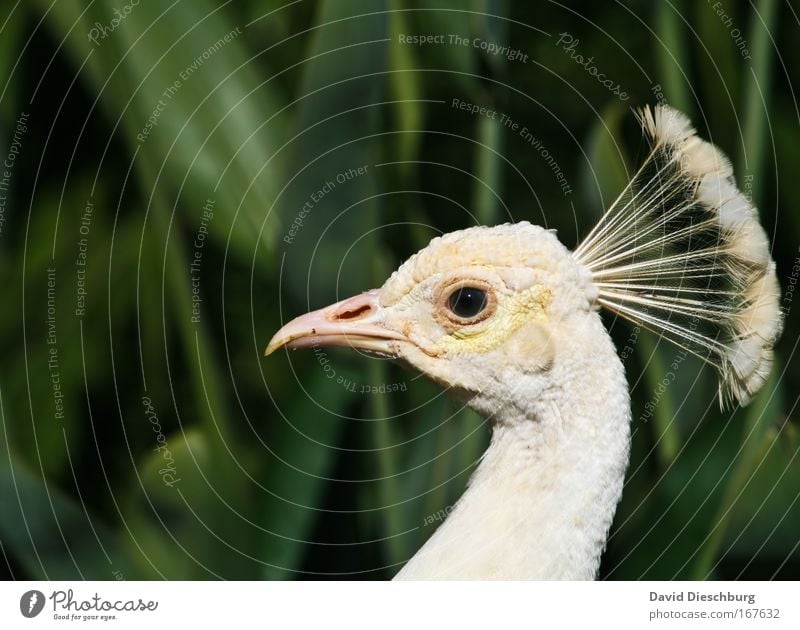 White Lady Farbfoto Außenaufnahme Textfreiraum oben Kontrast Tierporträt Blick Natur Wildtier Vogel Tiergesicht 1 ästhetisch grün weiß Pfau Pfauenfeder Schnabel