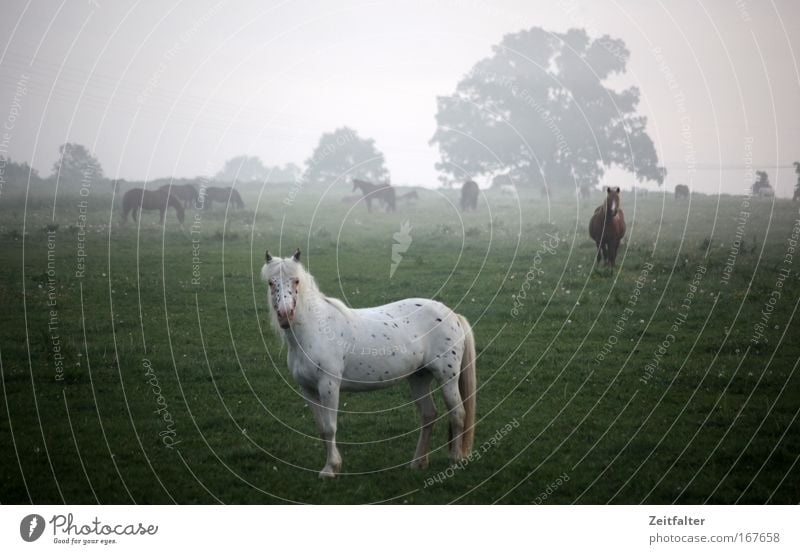 Pferd im Frühdunst Farbfoto Außenaufnahme Morgen Schwache Tiefenschärfe Totale Blick in die Kamera Tier Nutztier Tiergruppe Stimmung Interesse träumen Tag