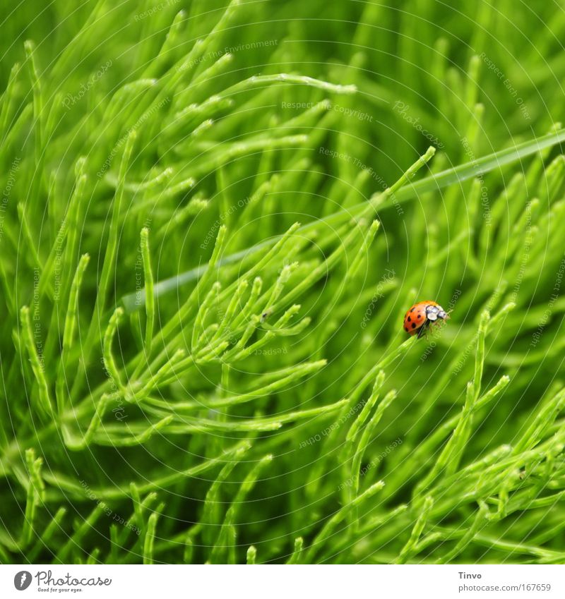 Käfer Farbfoto mehrfarbig Außenaufnahme Nahaufnahme Menschenleer Textfreiraum oben Tag Unschärfe Natur Frühling Gras Wildpflanze Wiese Tier 1 grün rot