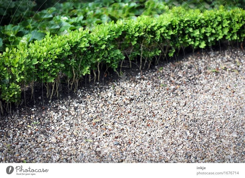 Friedhofsgrün Sommer Pflanze Baum Grünpflanze Buchsbaum Hecke Garten Park Menschenleer Kies Stein Wachstum Begrenzung Wegrand Grabschmuck Farbfoto Außenaufnahme