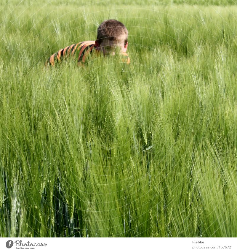 Kleiner Tiger Farbfoto mehrfarbig Außenaufnahme Textfreiraum unten Textfreiraum Mitte Tag Sonnenlicht Blick in die Kamera Freude Spielen Sommer Kindererziehung