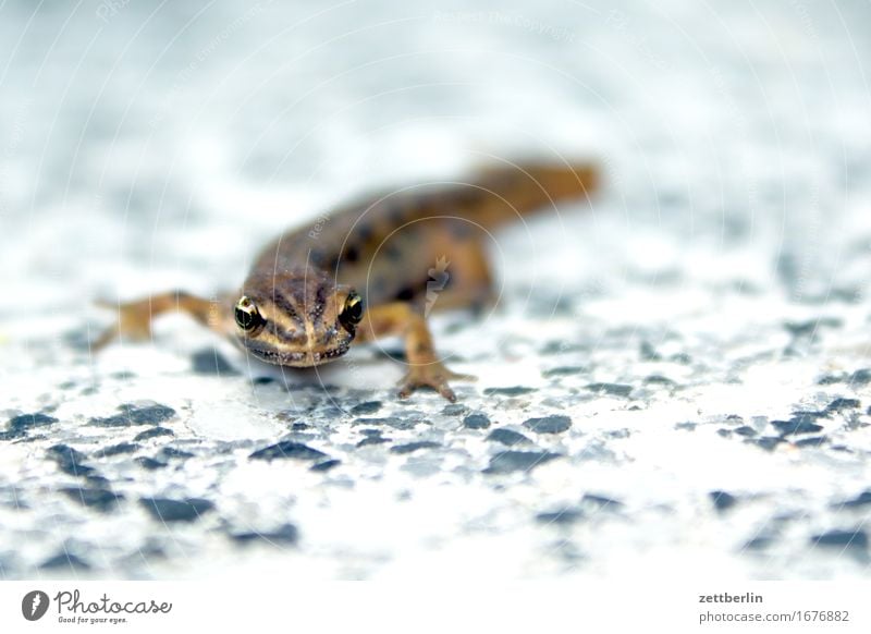 Molch Lurch Frosch Amphibie Artenschutz Echsen Tier Garten Gartenteich klein Reptil Natur Umweltschutz Wasserfrosch Teich Wildtier Textfreiraum Tierporträt Auge