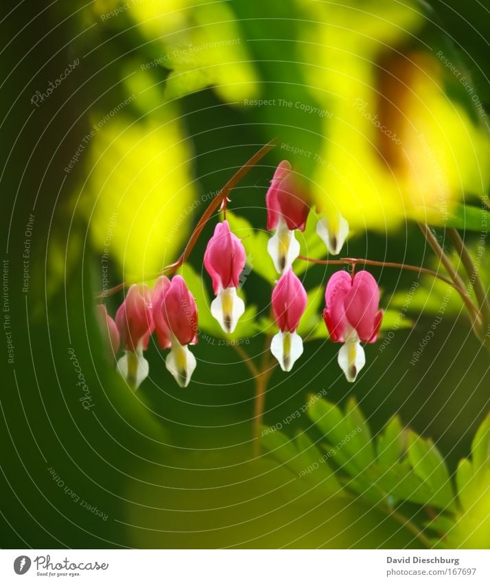 In Nachbars Garten ist es schön Farbfoto Außenaufnahme Textfreiraum oben Textfreiraum unten Tag Kontrast Zentralperspektive Umwelt Natur Pflanze Frühling Sommer