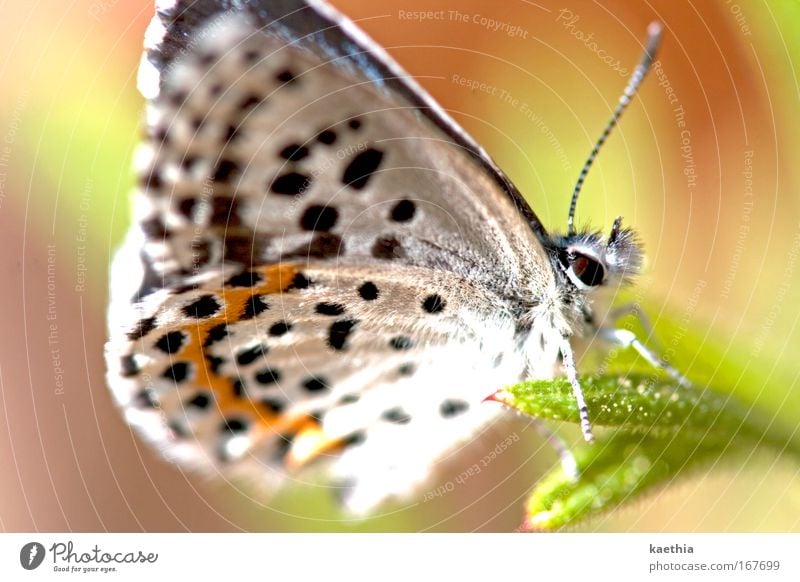 butterfly effect Umwelt Natur Tier Sommer Pflanze Gras Schmetterling Flügel Fühler Bläulinge 1 ästhetisch schön weiß Frühlingsgefühle Farbe Punkt orange Blume