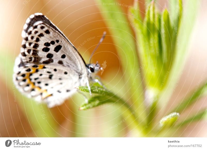 the other butterfly effect Farbfoto Außenaufnahme Makroaufnahme Tag Sonnenlicht Schwache Tiefenschärfe Umwelt Natur Tier Sommer Pflanze Gras Wiese Schmetterling