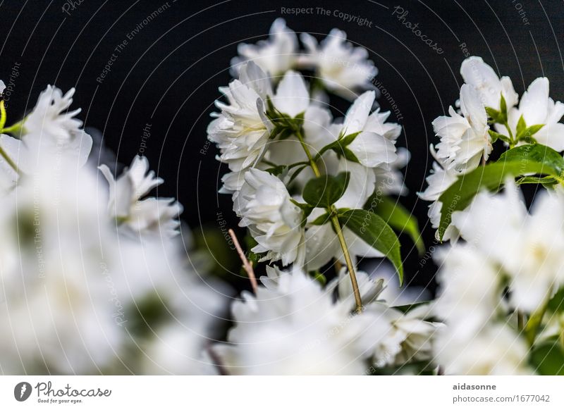 Jasmin Pflanze Sommer Grünpflanze Nutzpflanze Garten Park Zufriedenheit Lebensfreude achtsam Vorsicht Gelassenheit ruhig Tee Blüte Sträucher Farbfoto