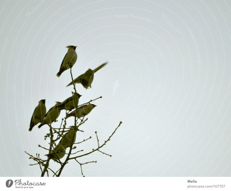 Ich bin der König der Welt! Umwelt Natur Pflanze Tier Luft Himmel Herbst Winter Baum Ast Baumkrone Wildtier Vogel Seidenschwanz Seidenschwänze Tiergruppe