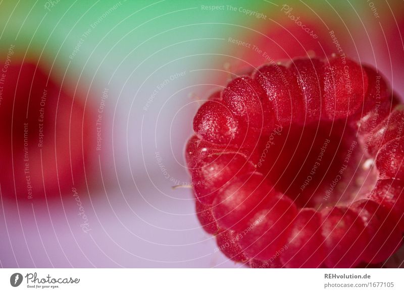 Himbeere Lebensmittel Frucht Ernährung Vegetarische Ernährung Gesundheit Gesunde Ernährung liegen lecker rot Himbeeren Beeren fruchtig Farbfoto mehrfarbig