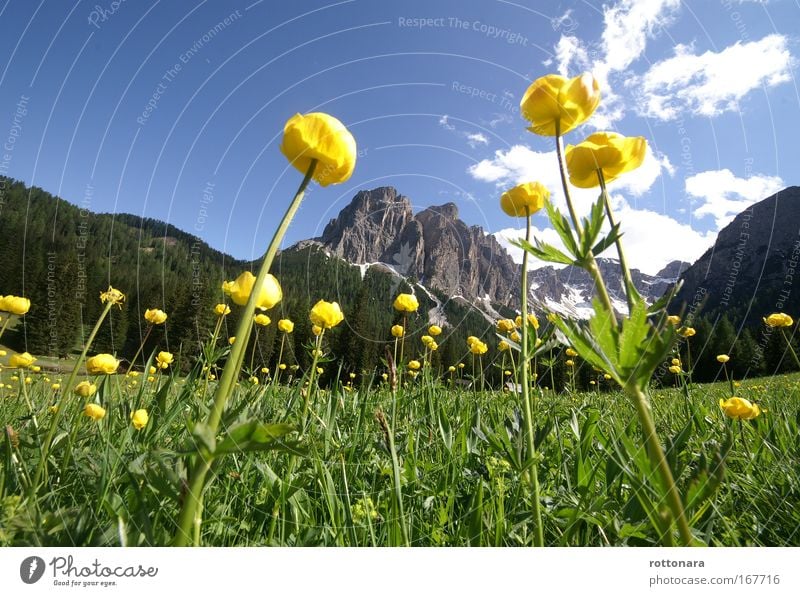 Dolomites Ladinia Farbfoto Außenaufnahme Nahaufnahme Menschenleer Textfreiraum oben Tag Licht Sonnenlicht Froschperspektive Panorama (Aussicht) Weitwinkel