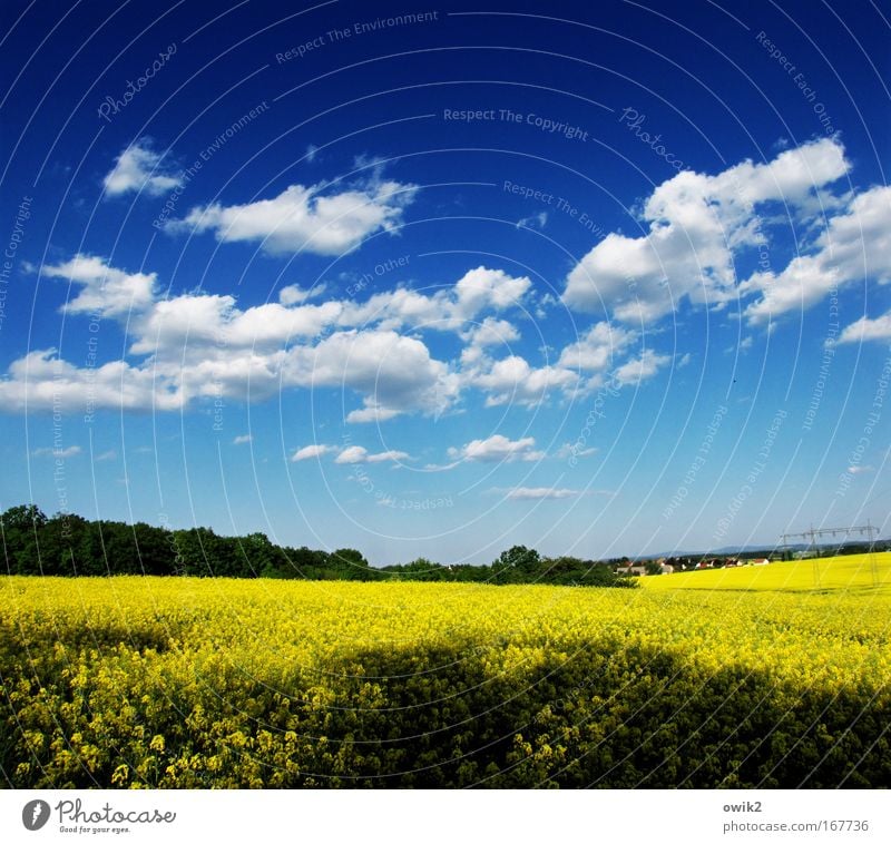 Alle Jahre wieder Energiewirtschaft Erneuerbare Energie Umwelt Natur Landschaft Pflanze Himmel Wolken Horizont Schönes Wetter Blüte Nutzpflanze Rapsfeld