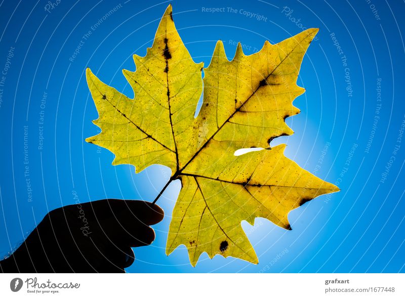 Gelbes Ahornblatt im Sonnenlicht Blatt Herbst Platane Pflanze Hand Himmel gelb Blattadern Beleuchtung blau durchsichtig Natur Jahreszeiten Baum Laubbaum alt