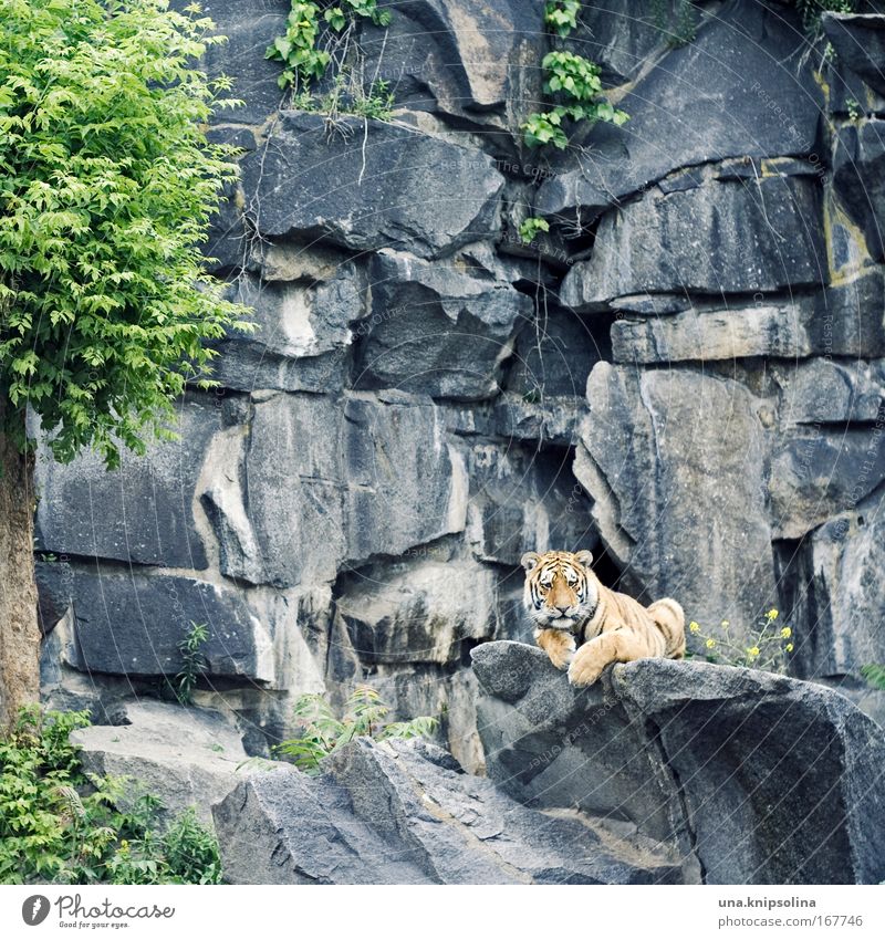 mauz Safari Baum Felsen Tier Wildtier Katze Zoo 1 beobachten liegen Neugier niedlich gelb grau grün Trägheit Tiger Tigerfellmuster gestreift Farbfoto mehrfarbig