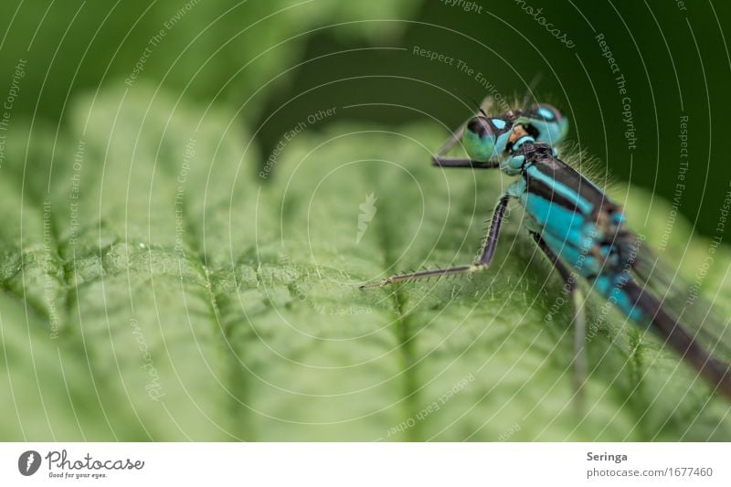 Portrait von hinten Pflanze Blatt Garten Park Wiese Wald Tier Wildtier Fliege Tiergesicht Flügel 1 fliegen Libellenflügel Prachtlibellen Farbfoto mehrfarbig